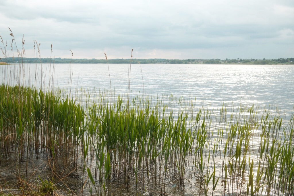 Grünes Schilf wächst am Rande eines ruhigen Sees unter einem bewölkten Himmel, wobei sich das Sonnenlicht sanft auf dem Wasser spiegelt. Im Hintergrund ist die ferne Uferlinie zu sehen.