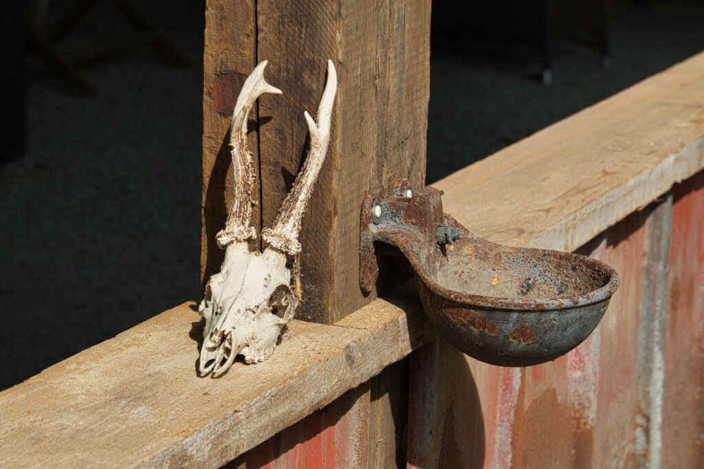 Ein Hirschschädel mit Geweih ruht auf einem Holzzaun neben einer rostigen Metallwasserschale, die am Zaun befestigt ist. Das Sonnenlicht hebt die Texturen des Holzes, des Schädels und der Schüssel hervor.